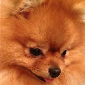 Meet your Posher, Marcella